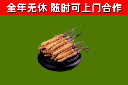 平安区回收冬虫夏草